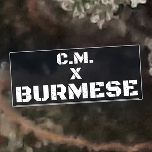 C.M. x Burmese Cannabis Strain