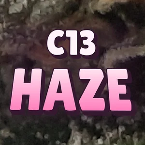 C13 Haze Cannabis Strain