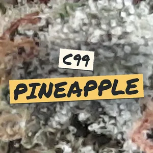 C99 Pineapple Cannabis Strain