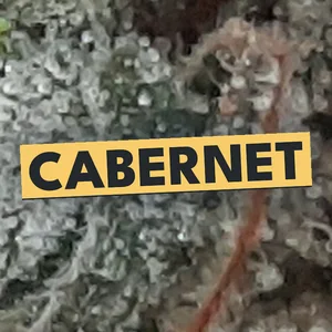 Cabernet Cannabis Strain