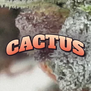Cactus Cannabis Strain