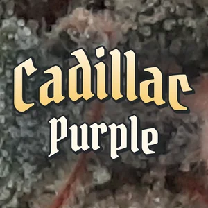 Cadillac Purple Cannabis Strain