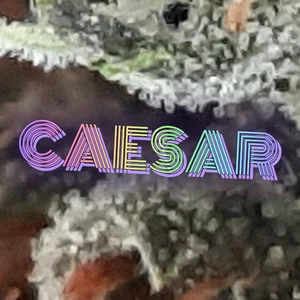 Caesar Cannabis Strain