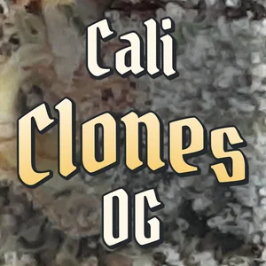 Cali Clones OG Cannabis Strain