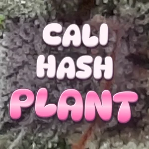 Cali Hash Plant Cannabis Strain