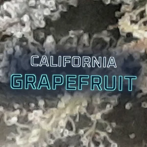 California Grapefruit Cannabis Strain