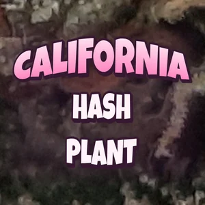 California Hash Plant Cannabis Strain