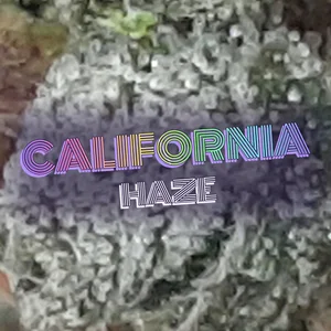California Haze Cannabis Strain