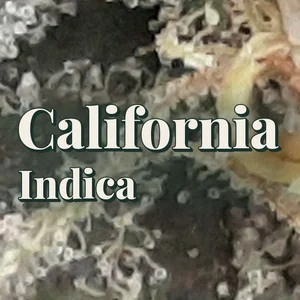 California Indica Cannabis Strain