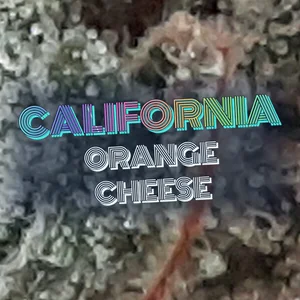 California Orange Cheese Cannabis Strain