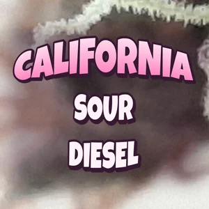 California Sour Diesel Cannabis Strain