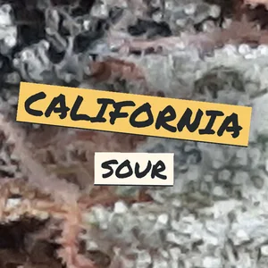 California Sour Cannabis Strain