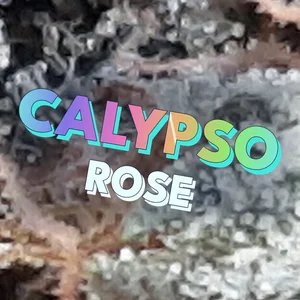 Calypso rose Cannabis Strain