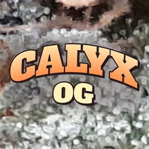 Calyx OG Cannabis Strain