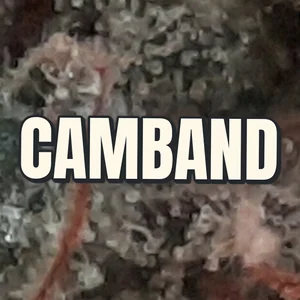 Camband Cannabis Strain