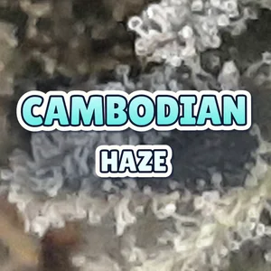 Cambodian Haze Cannabis Strain