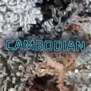Cambodian Cannabis Strain