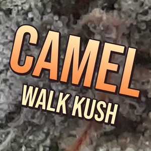 Camel Walk Kush Cannabis Strain
