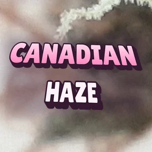 Canadian Haze Cannabis Strain