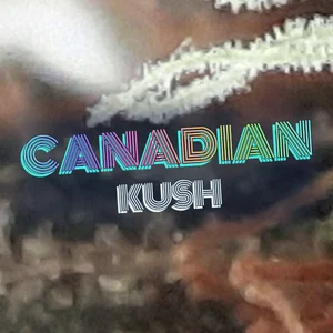 Canadian Kush Cannabis Strain
