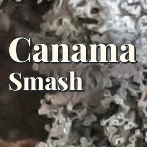 Canama Smash Cannabis Strain