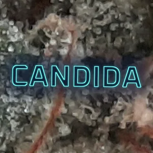 Candida Cannabis Strain