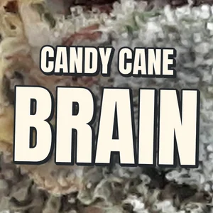 Candy Cane Brain Cannabis Strain