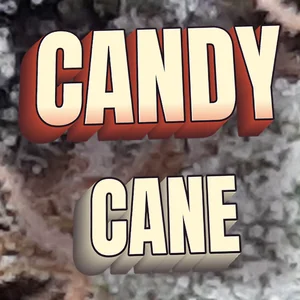 Candy Cane Cannabis Strain