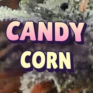Candy Corn Cannabis Strain