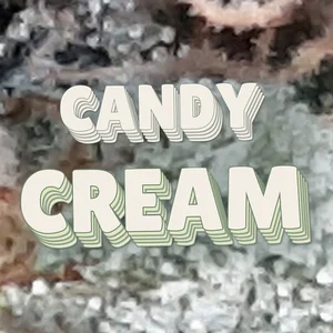 Candy Cream Cannabis Strain