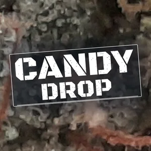 Candy Drop Cannabis Strain