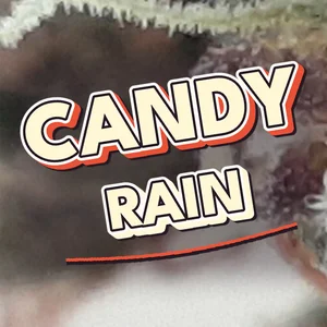 Candy Rain Cannabis Strain