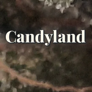 Candyland Cannabis Strain