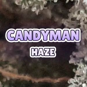 Candyman Haze Cannabis Strain