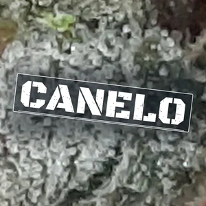 Canelo Cannabis Strain