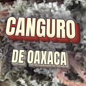 Canguro de Oaxaca Cannabis Strain