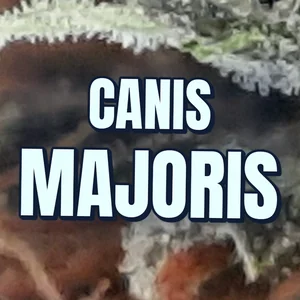 Canis Majoris Cannabis Strain