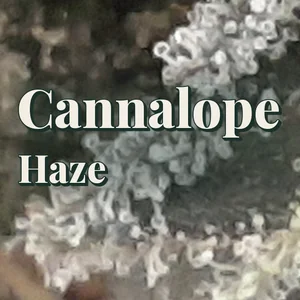 Cannalope Haze Cannabis Strain
