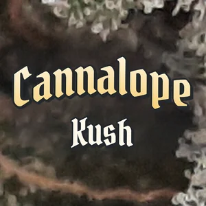 Cannalope Kush Cannabis Strain