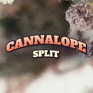 Cannalope Split Cannabis Strain