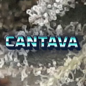 Cantava Cannabis Strain