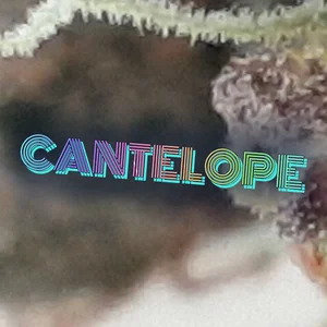 Cantelope Cannabis Strain