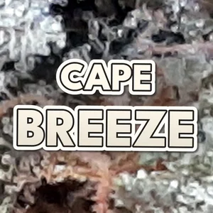 Cape Breeze Cannabis Strain