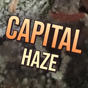 Capital Haze Cannabis Strain