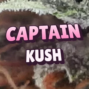 Captain Kush Cannabis Strain