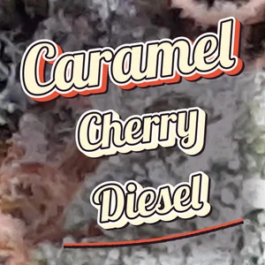 Caramel Cherry Diesel Cannabis Strain