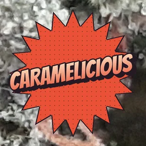 Caramelicious Cannabis Strain