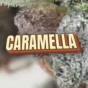 Caramella Cannabis Strain