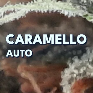 Caramello Auto Cannabis Strain