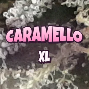 Caramello XL Cannabis Strain
